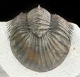 Platyscutellum Trilobite With Axial Spines - Ofaten, Morocco #47070-4